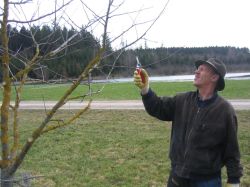 3 Baumschnitt 2006 03