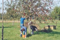 Obsternte 2006 05