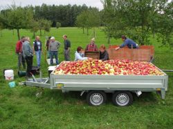 Obsternte 2007 10