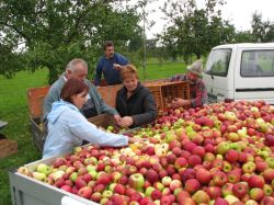 Obsternte 2007 11
