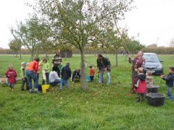 Obsternte 2008 05