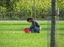 Obsternte 2009 13