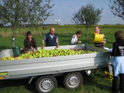 Obsternte 2009 16